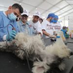 DURANTE LA SEMANA DE BIENESTAR ANIMAL “HUELLAS DE AMOR ” SE ROMPIÓ RÉCORD EN ESTERILIZACIONES DE PERRITOS Y GATITOS