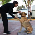 GOBIERNO MUNICIPAL DE TECÁMAC CELEBRA EL DÍA INTERNACIONAL DEL PERRO CON ACCIONES EN FAVOR DEL BIENESTAR INTEGRAL DE LOS SERES SINTIENTES