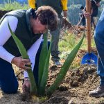 GOBERNADORA DELFINA GÓMEZ ENCABEZA JORNADA NACIONAL DE REFORESTACIÓN EN EDOMÉX; PLANTAN 4 MIL ÁRBOLES EN TEMOAYA